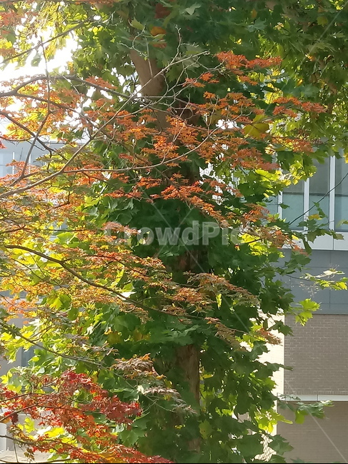 가을,단풍,낙엽,maple,plant,식물,단풍나무,단풍잎,leaf,잎,tree,나무,계절,fallautumnseason,가을단풍,자연,풍경,경치,가을,계절,fall,autumn,season,식물,자연,plants,nature,나무,trees,wood