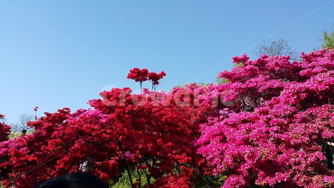 벚꽃,왕벚꽃,겹벚꽃,철쭉,꽃동산,꽃,봄,전주,분홍,하늘,풍경,식물,꽃나무,꽃밭