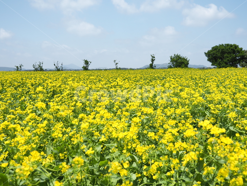 제주도,유채꽃밭,노란색,유채꽃,봄,봄,계절,spring,season,자연,풍경,nature,landscape,식물,plants,꽃,flower,grassland,목초지,outdoors,옥외,field,들,farm,농장,rural,농촌,meadow