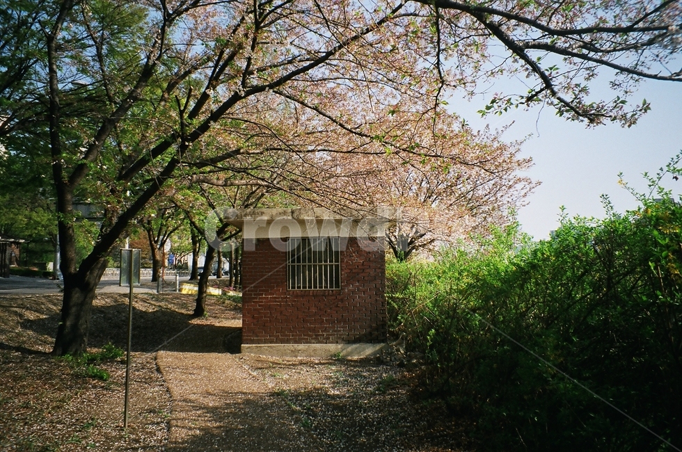 자연풍경,꽃,벚꽃,산책로,감성사진,색감,봄,color,spring,flower,봄,계절,spring,season,plant,식물,tree,나무,outdoors,옥외