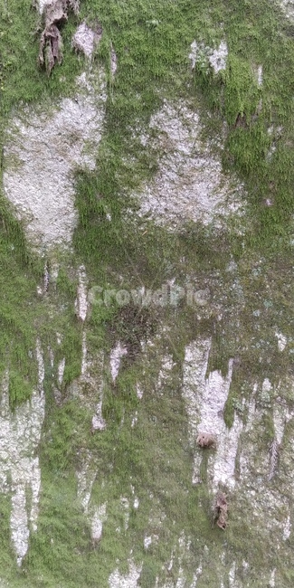 이끼,바위,초록,풀,자연,nature,식물,질감,초록색,회색,산,돌,식물,자연,plants,nature