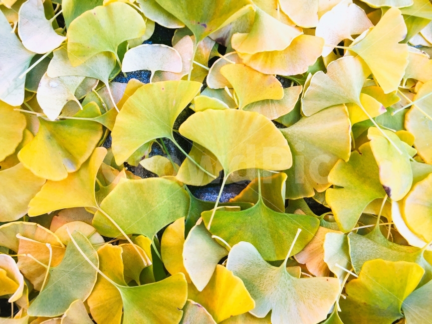 사진,감성사진,길,은행잎,가을,자연,photo,photography,road,fall,autumn,leaf,가을,계절,fall,autumn,season,plant,식물,잎