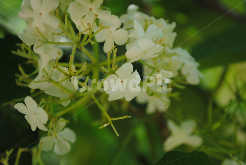 자연,하얀꽃,꽃,백당나무,백당나무꽃,불두화,봄,계절,spring,season,식물,자연,plants,nature,꽃,flower,blossom,geranium,제라늄,plant