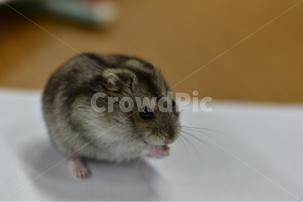 햄스터,동물,애완동물,포유류,펫,귀여움,귀여운,hamsters,mammals,pets,pet,cute,동물,animal,포유류,mammal