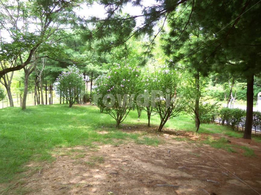 여름공원,공원풍경,공원,나무,숲,자연,풍경,nature,landscape,outdoors,옥외,tree,plant,식물,yard,마당