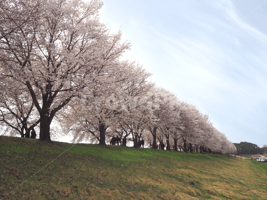 봄,벚꽃,벚꽃길,꽃길,나들이,봄나들이,계절,spring,nature,꽃,flower,소풍,꽃구경,안동,안동하회마을