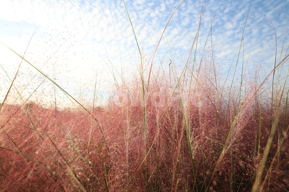 핑크뮬리,가을,풍경,scenery,식물,핑크,따듯함,따듯,pinkmuhlygrass,가을,계절,fall,autumn,season,식물,자연,plants,nature,grass,잔디,plant