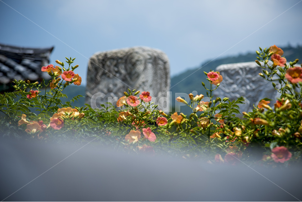 wildflowers,vine flower,jacaranda,noble flower,summer flowers