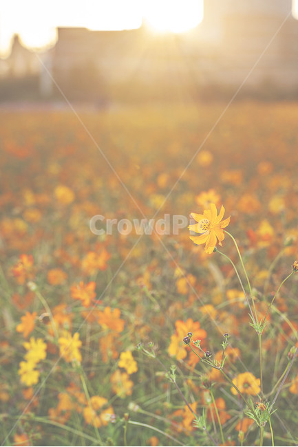 인천,계양꽃마루,코스모스,황화코스모스,가을,꽃,autumn,flower,풍경,landscape,가을,계절,fall,autumn,season,식물,자연,plants,nature,꽃,flower,field,들,grassland,목초지,outdoors,옥외,rural,농촌,farm,농장