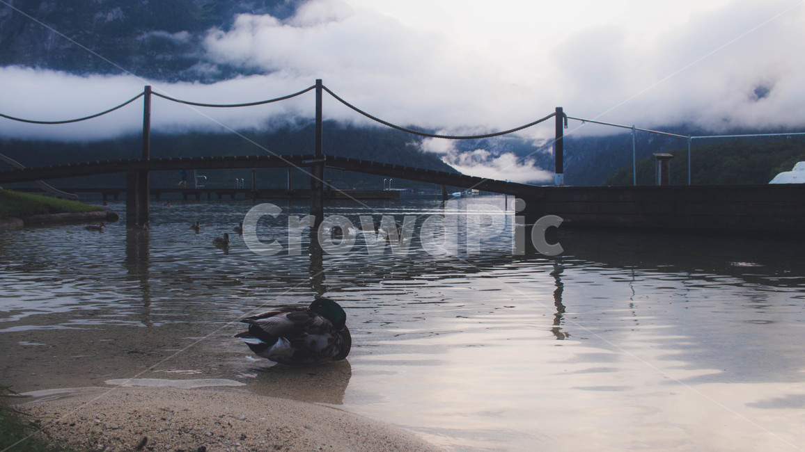 구름,새,호수,lake,bird,cloud,오스트리아,austria,할슈타트,유럽,europe,풍경,landscape,동물,animal,조류,새,birds,감성,sensible,feeling