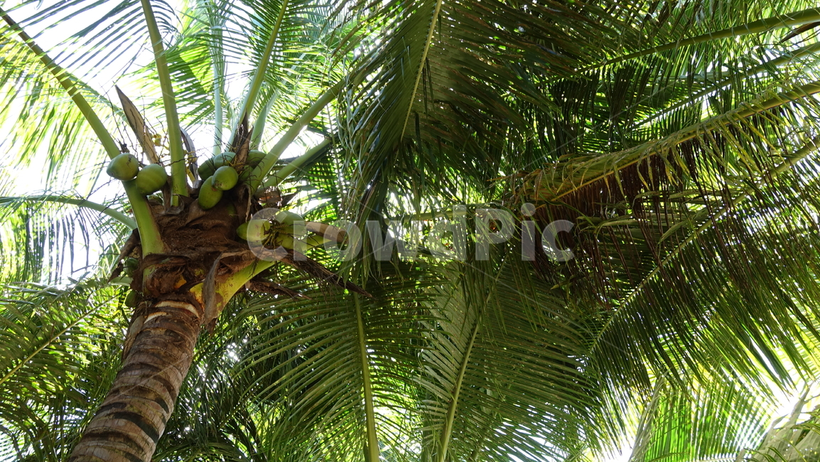 자연,nature,야자수,야자,tree,palmtree,plant,식물,vegetation,초목,summer,여름,휴가,vacation,휴양지,태평양,남태평양,열대,나무,trees,wood,과일,열매,fruit
