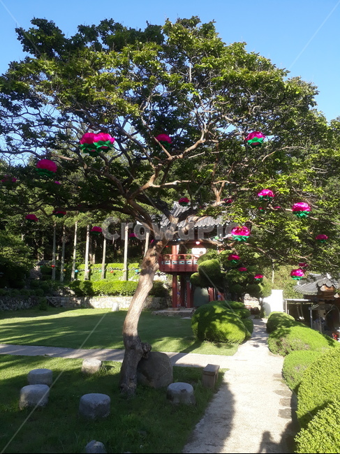 연등,절,초파일,나무,식물,초록,식물,자연,plants,nature,나무,trees,wood,종교,신앙,religion,belief,faith