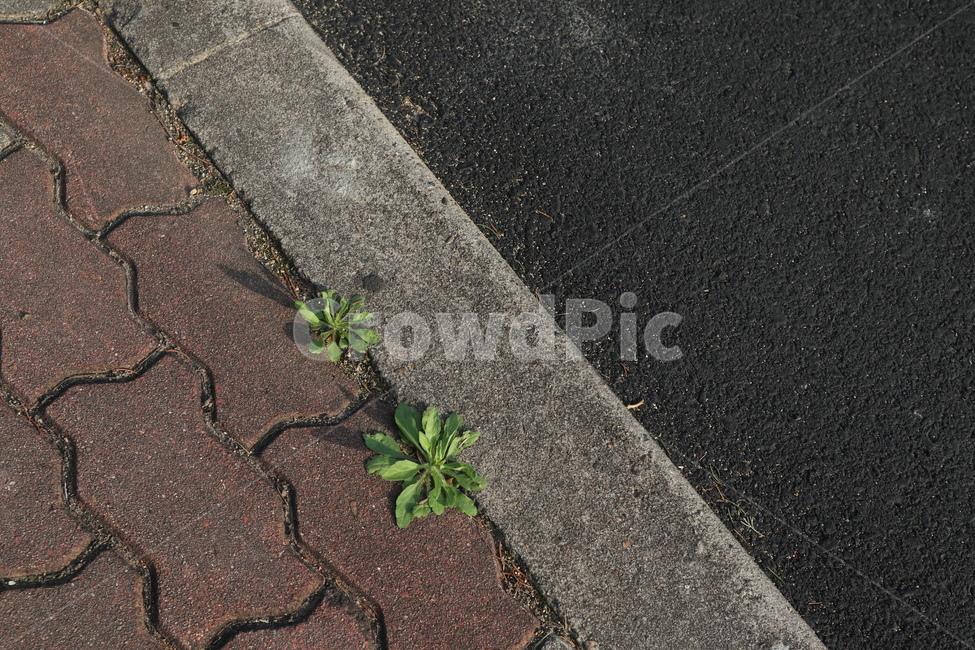 잡초,보도블럭,아스팔트도로,인도,풀,풀떼기,식물,자연,plants,nature