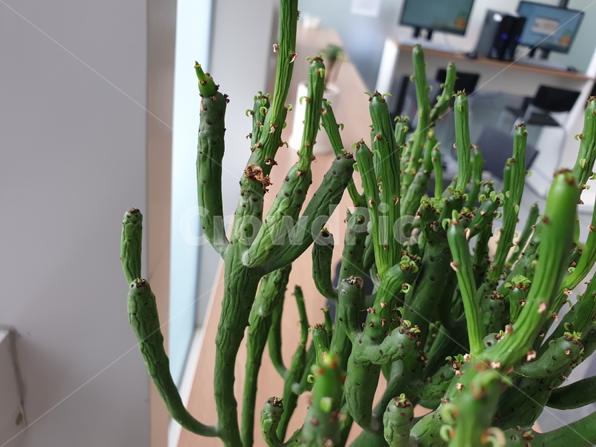 선인장,연필선인장,식물,화분,실내,plant,식물,자연,plants,nature
