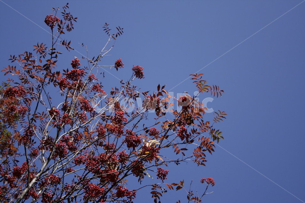 나무,열매,하늘,color,식물,가을,계절,fall,autumn,season,leaf,잎,plant
