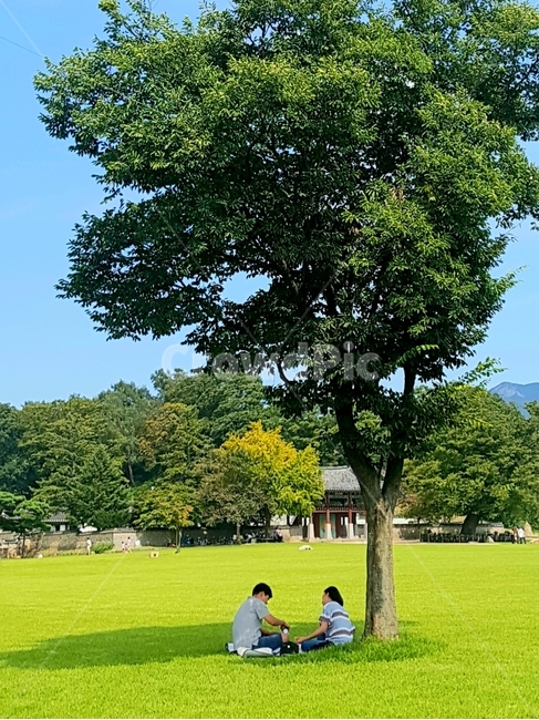 나무,식물,싱그러움,커플,사랑