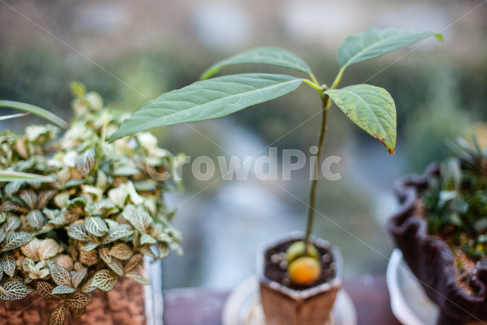 식물,화분,botanical,plant,자연