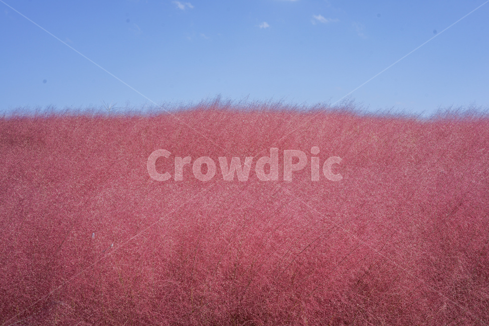핑크뮬리,가을,핑크,pink,pinkmuhlygrass,핑크갈대,갈대,그라스,가을,계절,fall,autumn,season,식물,자연,plants,nature,plant