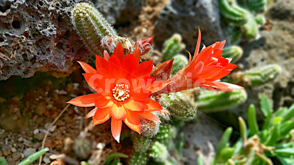 백단선인장,손가락선인장,선인장,선인장꽃,flower,꽃,plant,식물