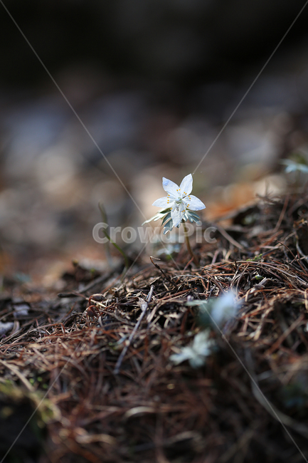 봄,꽃,야생화,바람꽃,너도바람꽃,산,spring,flower,wildflower,windflower,봄,계절,spring,season,식물,자연,plants,nature,꽃,flower,ground,바닥,plant