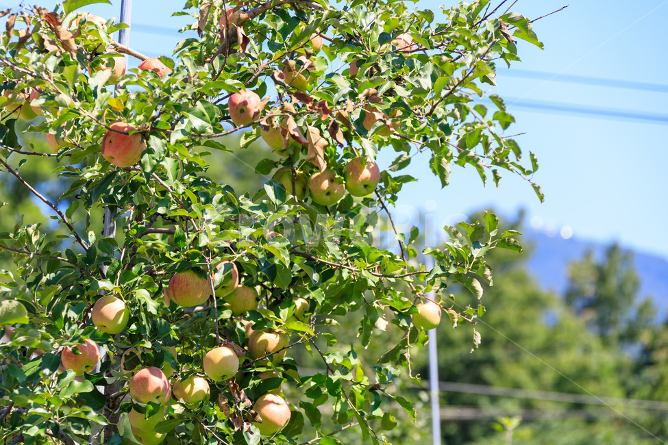 사과,나무,과일나무,사과나무,과수원,과일,농업,수확,식물,자연,plants,nature,과일,열매,fruit,산업,industry,industrial,농업,농사,agriculture,farming,farming industry