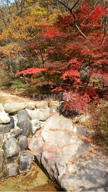 나무,tree,단풍,가을,풍경,산,산책,scenery,autumn,가을,계절,fall,autumn,season,plant,식물,maple,leaf,잎
