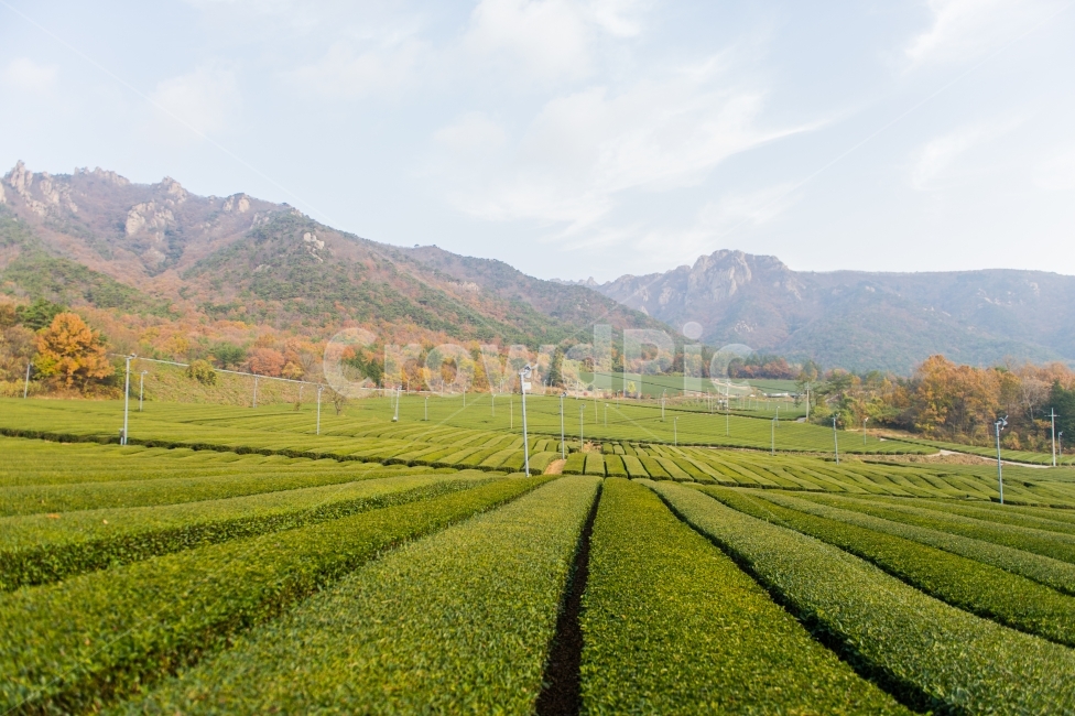 가을,강진다원,녹차밭,녹색,다원,힐링,감성사진,감성,가을,계절,fall,autumn,season,자연,풍경,nature,landscape,한국자연풍경,한국자연경관,korea nature landscape,산업,industry,industrial,농업,농사,agriculture,farming,farming industry,outdoors,옥외,field,들,grassland,목초지