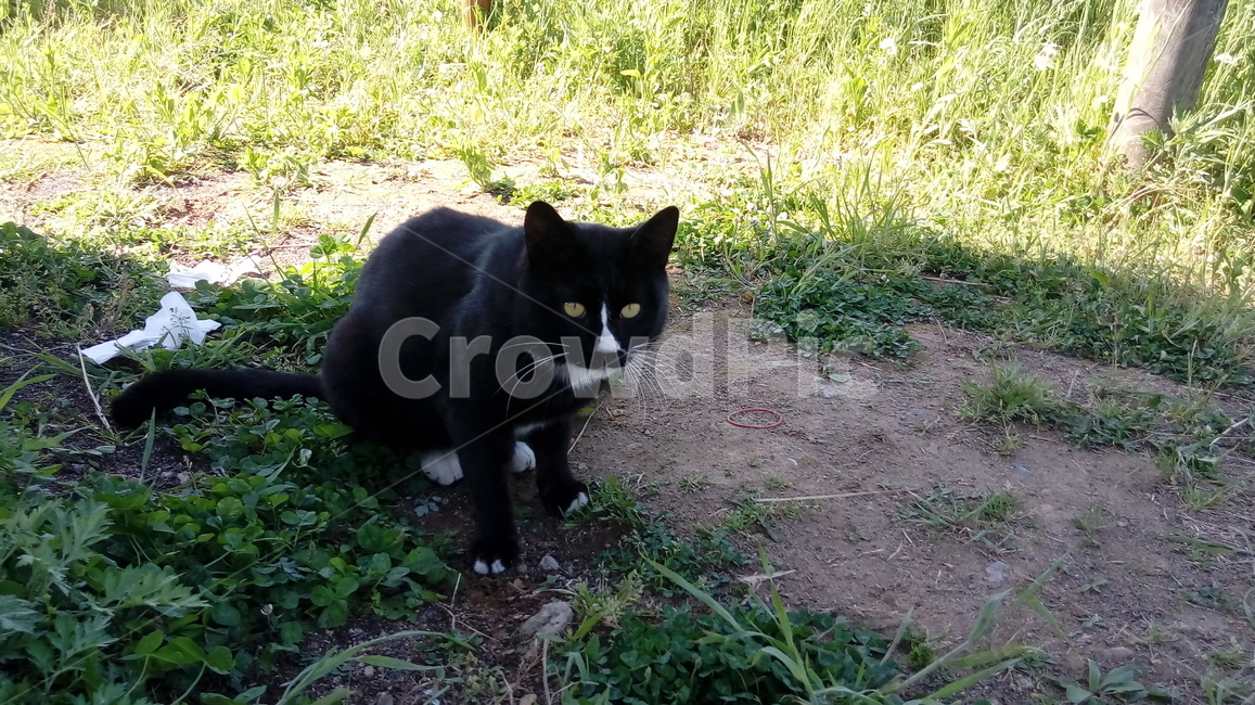 고양이,검은,cat,nature,자연,animal,wild,야생,길고양이,mammal,포유류,동물,스냅,검은고양이