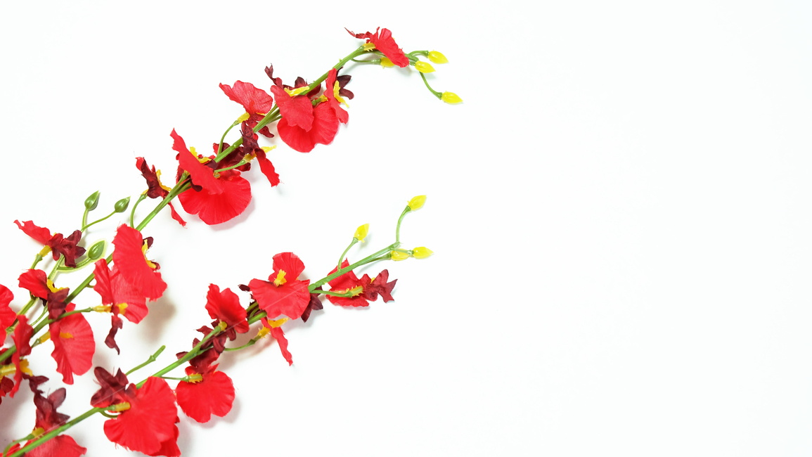 꽃,flower,봄,배경,감성,자연,누끼