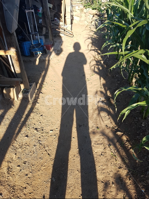 그림자,옥수수밭,시골집,저녁,긴그림자,여름,해질녘,사람,인물,인간,human,person,인물실루엣,사람실루엣,character silhouette,human silhouette
