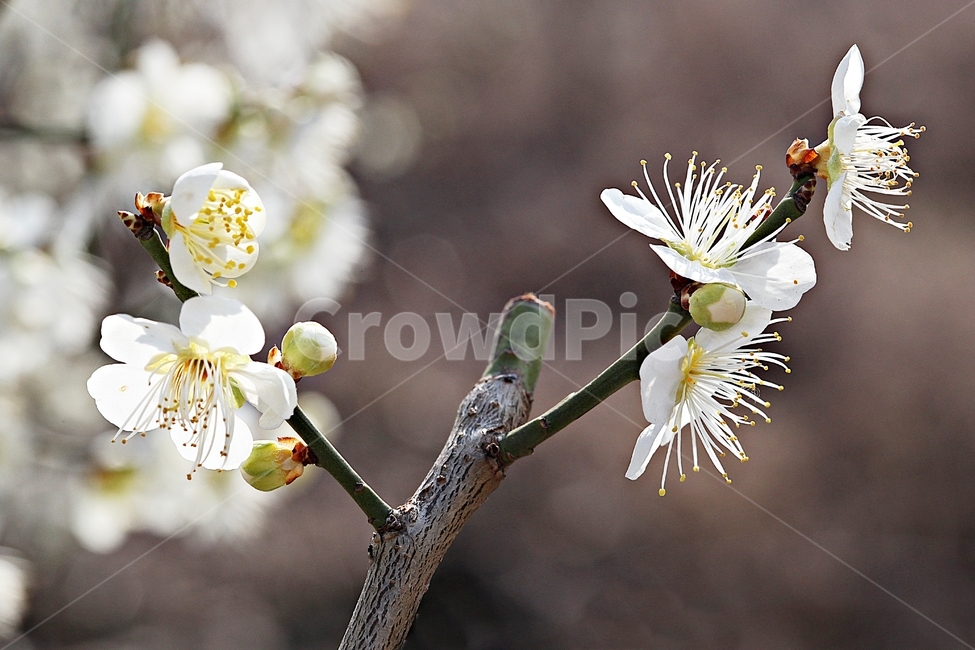매화꽃,매화,꽃,나무,자연,배경,봄,계절,spring,season,식물,자연,plants,nature,꽃,flower,plant