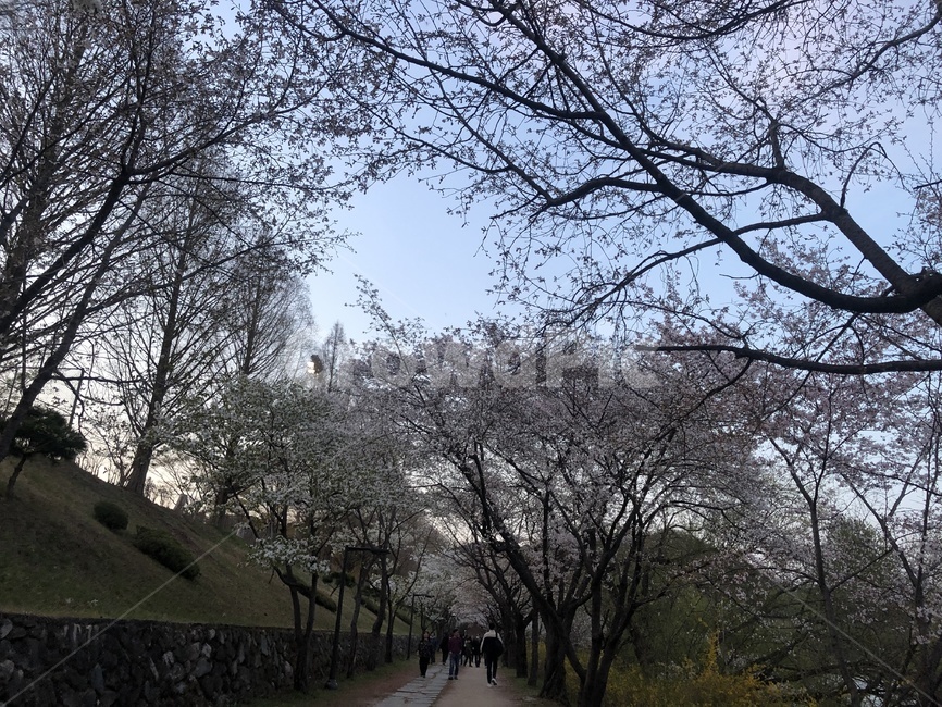 나무,plant,식물,tree,sky,하늘,자연,풍경,nature,landscape