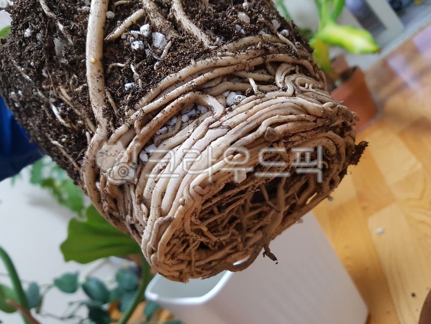 horticulture,Root tangles,repot,root,plant,soil,repotting,plant roots,tree roots,Tangled roots