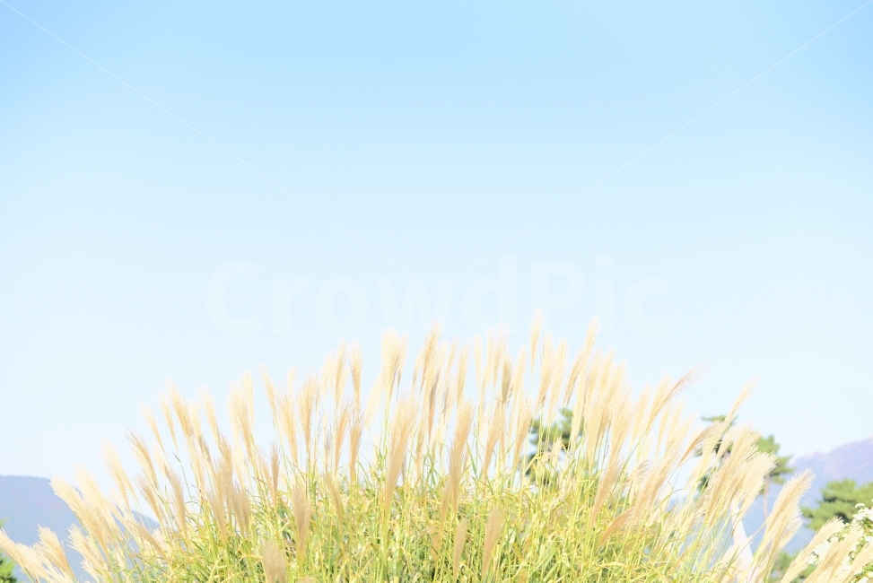 갈대,가을,거제도,섬꽃축제,식물,가을,계절,fall,autumn,season,식물,자연,plants,nature,grass,잔디,plant,lawn