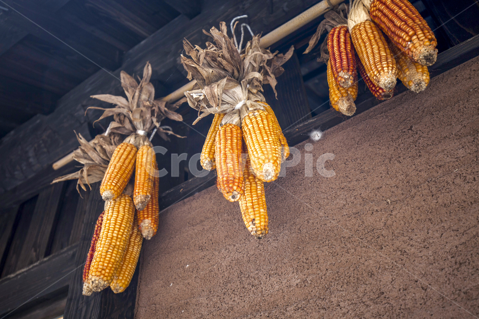 옥수수,시골,감성,건조,전통,문화,음식,식재료,요리,meal,시골,마을,풍경,landscape,country,rural,town
