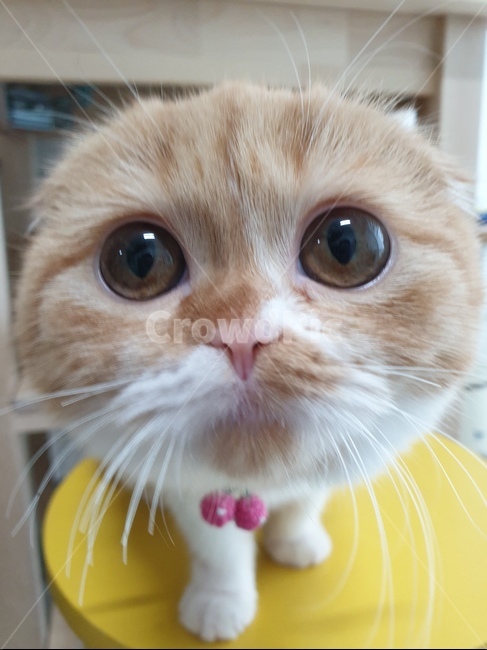 고양이,반려묘,cat,슈렉고양이,스코티쉬폴드,동물,animal,포유류,mammal,고양이,cat,kitten,kitty