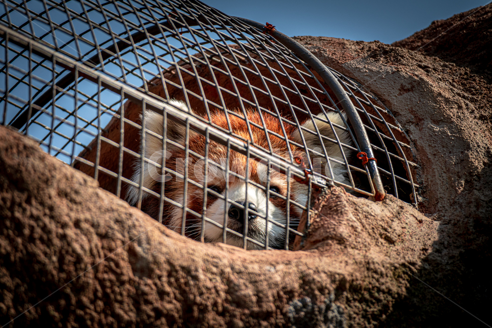 동물원,동물,래서판다,랫서팬더,너구리,동물,animal,포유류,mammal