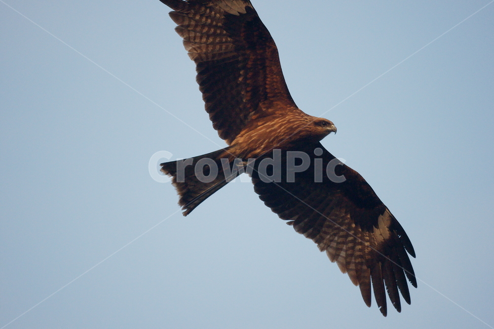 솔개,조류,새,하늘,날개,비행,동물,animal,조류,새,birds