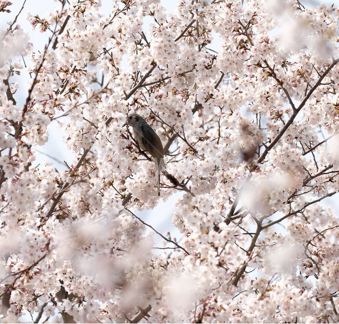 벚꽃,봄,사쿠라,벚꽃나무,꽃,봄꽃,봄,계절,spring,season,식물,자연,plants,nature,꽃,flower,plant,blossom,cherry blossom
