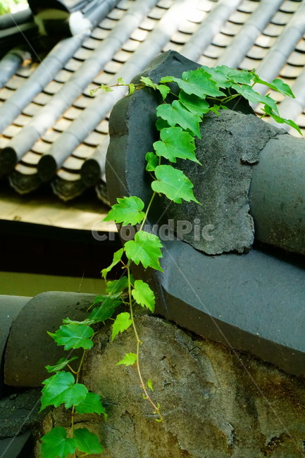 한옥,한국,기와,돌담,식물,덩굴식물,9월,가을,자연,nature,september,fall,autumn,수세미,한국전통,한국문화,korean traditional,korean culture,건축물,건물외관,exterior,building,structure,architecture,construction