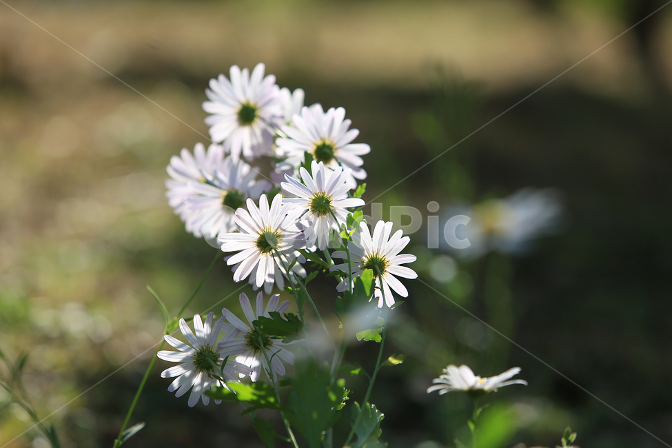 꽃,구절초,하양,flower,white,초록,green,식물,자연,plants,nature,꽃,flower