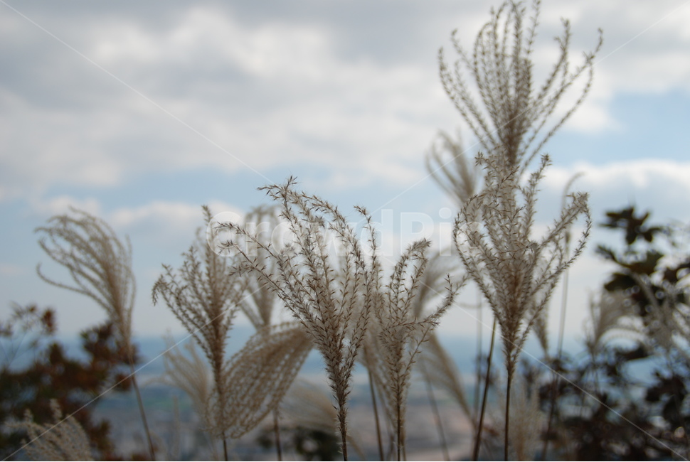 갈대,하늘,구름,식물,회색,식물,자연,plants,nature