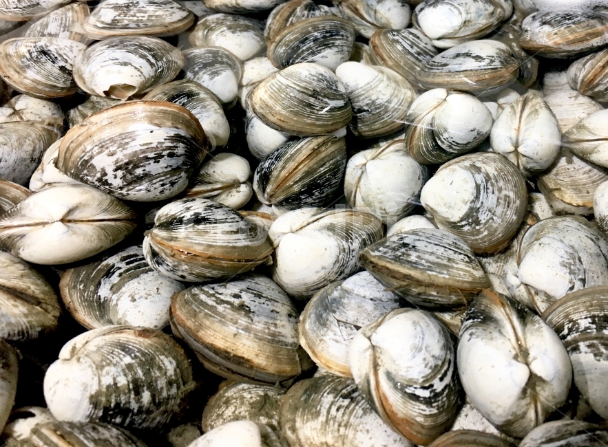 조개,조개구이,바지락,조개사진,식재료,음식,메뉴,배경,바다,음식,식재료,요리,food,cook,meal,dishes,food reserves,수산물,해산물,fishery products,seafood