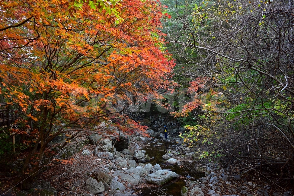 치악산,가을,풍경,단풍,탐방,국립공원,빨간단풍,파란하늘,가을색,오색,울긋불긋,알록달록,그림같은,칼라풀,뷰티플,아름다운,힐링,감성,자연,정취,산세,명산,100대명산,nature,산,등산,트레킹,풍경사진,가을사진,가을색채,가을의정취,맑음,청명,가을날씨,가을,계절,fall,autumn,season,자연,풍경,nature,landscape,한국자연풍경,한국자연경관,korea nature landscape,tree,나무,plant,식물,maple