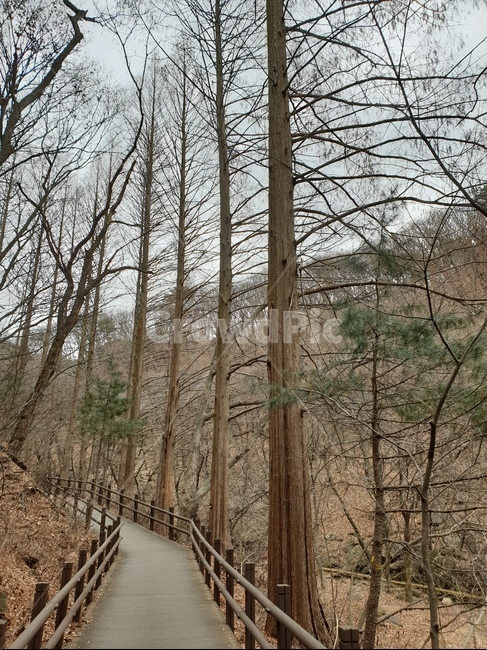 산,나무,풍경,산책,겨울