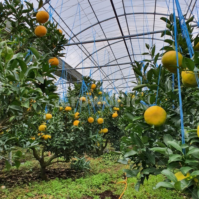 황금향,과수원,귤농사,비닐하우스,생산액,식물,나무,귤,감귤류과일,제주도,노을,orange,green,농사,grapefruit,그레이프프루트,citrusfruit