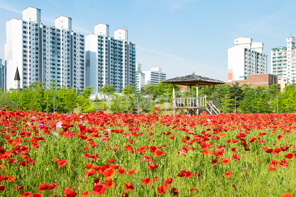 	봄,양귀비,여심,꽃,봄꽃,나들이,봄나들이,빨강,색,색상,색감,여유,감성,감정,spring,red,color,풍경,landscape,식물,자연,natural,도시,도심,건물,아파트,원두막,정자,꽃밭,빨간꽃,공원,봄,계절,spring,season,도시,풍경,city,landscape,한국도시풍경,한국도시경관,korea cityscape,식물,자연,plants,nature,꽃,flower,urban,어반,시티,town,building,high rise,고층 건물
