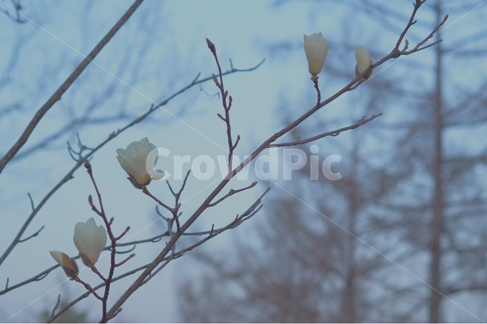 봄,목련,나무,꽃,꽃나무,식물,자연,plants,nature,꽃,flower