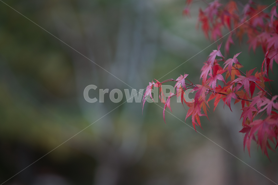 leaves,나뭇잎,식물,가을,fall,autumn,가을,계절,fall,autumn,season
