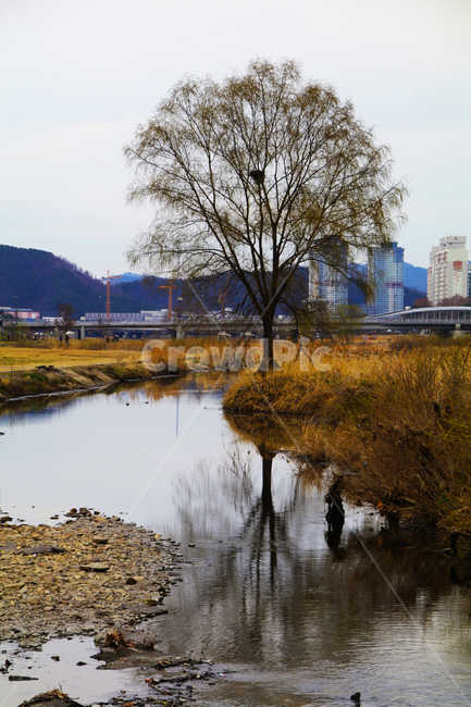 나무,하늘,물,반영,식물,그림자,강,하천,자연,풍경,nature,landscape,outdoors,옥외,land,땅,water,ditch,도랑